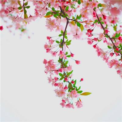 商务部部长王文涛会见荷兰外贸与发展合作大臣，双方就安世半导体等问题交换了意见